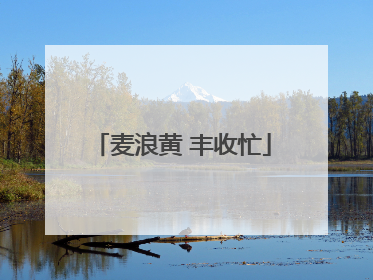 麦浪黄 丰收忙